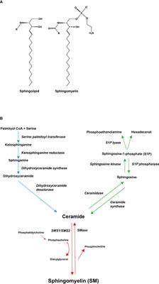 SGMS2 in primary osteoporosis with facial nerve palsy